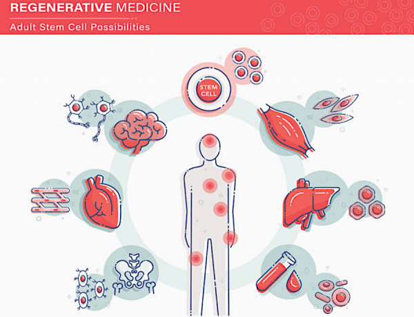 Stem Cells: The Future of regenerative medicine - Kaizo Health